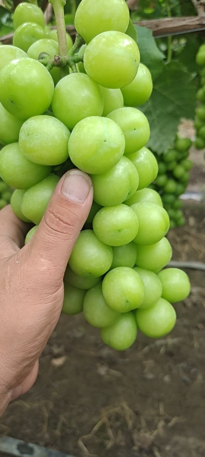 阳光玫瑰大量10到13克底糖15以上单串1.5斤左右