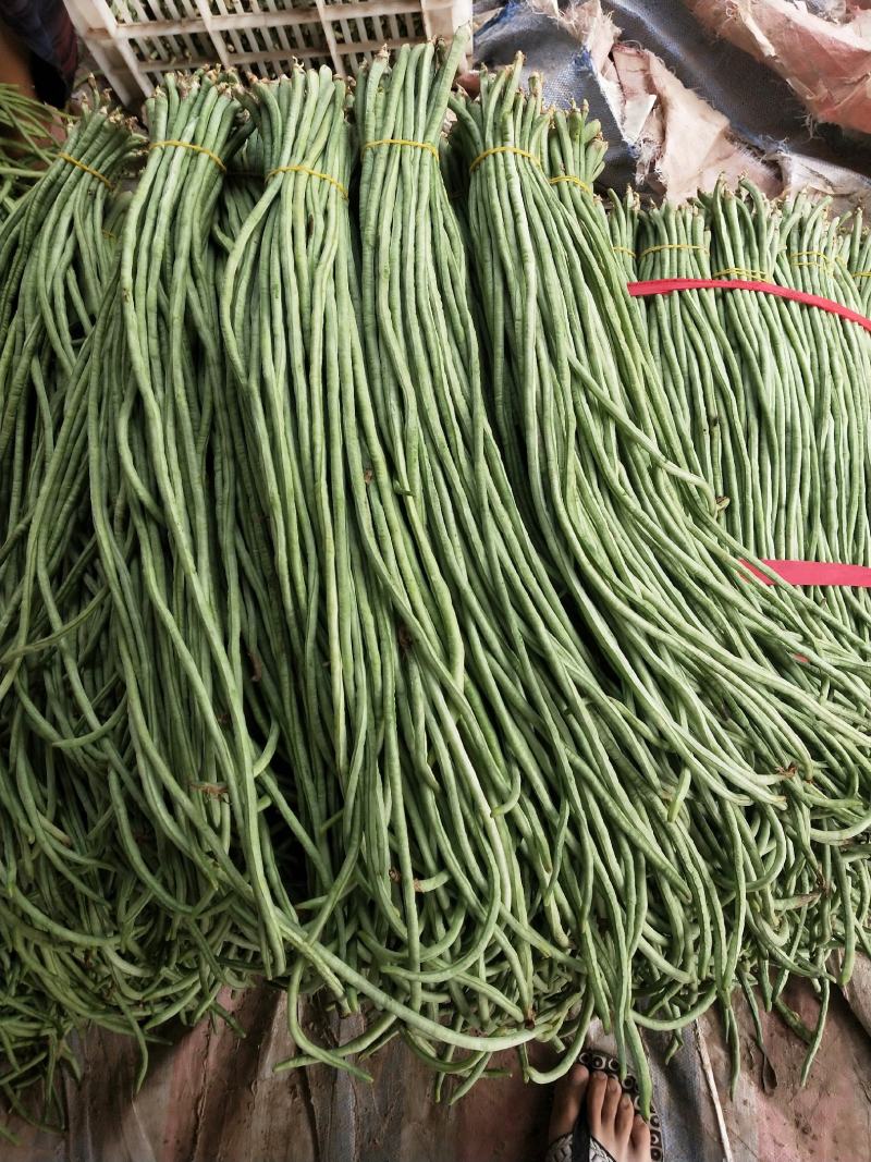 大量一级精品豆角二级豆角货源充足质量优