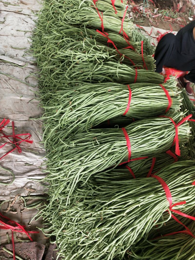 大量一级精品豆角二级豆角货源充足质量优