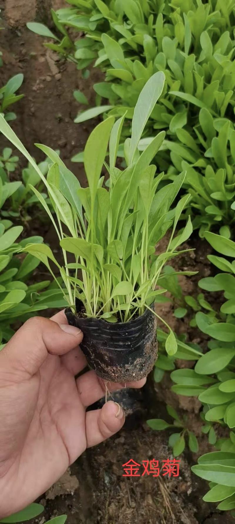 金鸡菊，营养杯，双色杯，质量优，价格便宜，现货