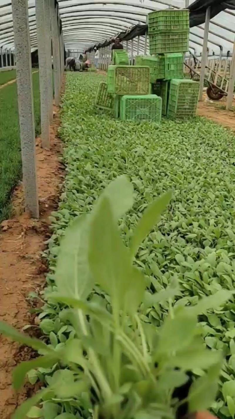 金鸡菊，营养杯，双色杯，质量优，价格便宜，现货