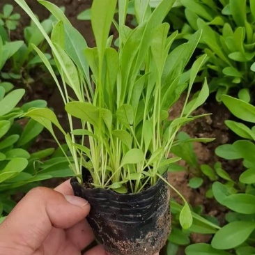 金鸡菊，营养杯，双色杯，质量优，价格便宜，现货