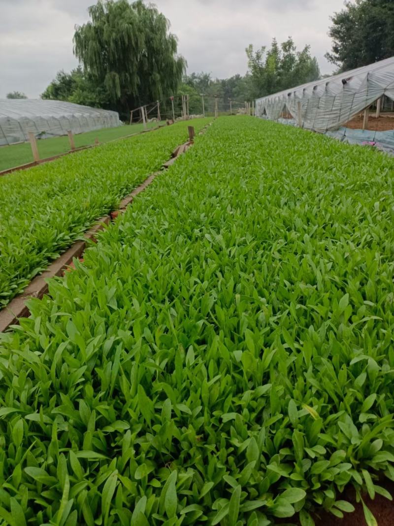 金鸡菊，营养杯，双色杯，质量优，价格便宜，现货