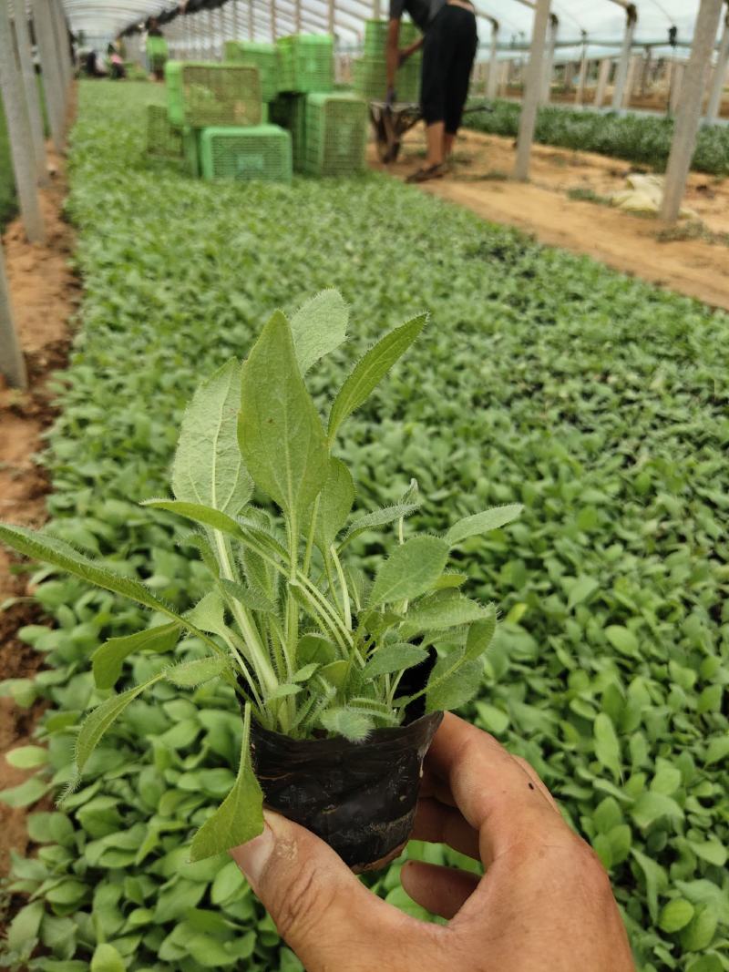 金鸡菊，营养杯，双色杯，质量优，价格便宜，现货
