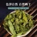 桑叶桑叶茶新鲜霜后冬桑叶中药材齐全量大从优