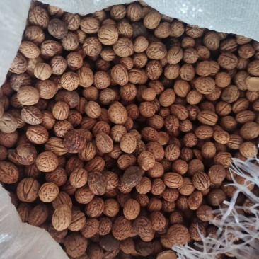 毛桃核