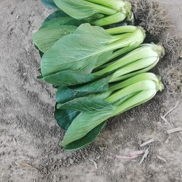 青菜