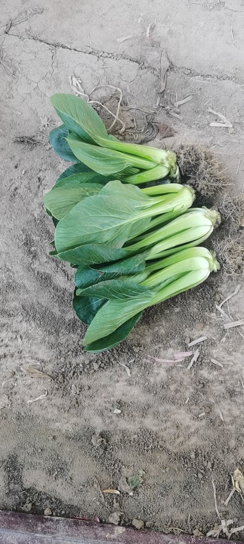 青菜