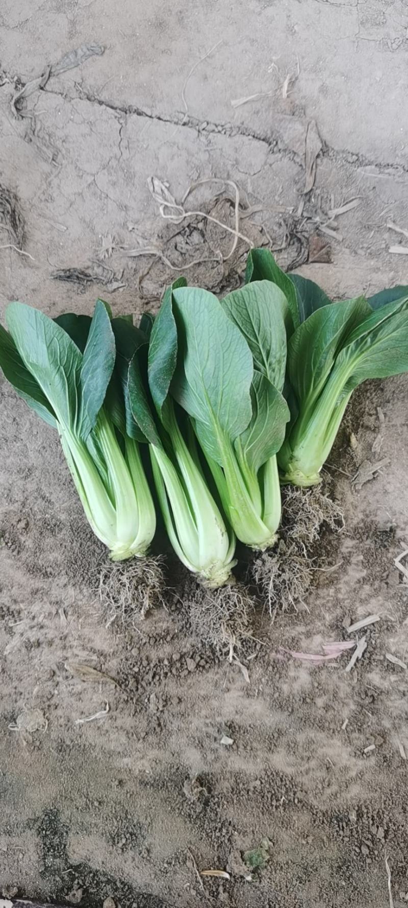 青菜