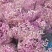 干花永生花满天星勿忘我水晶草情人草鲜花