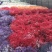 干花永生花满天星勿忘我水晶草情人草鲜花