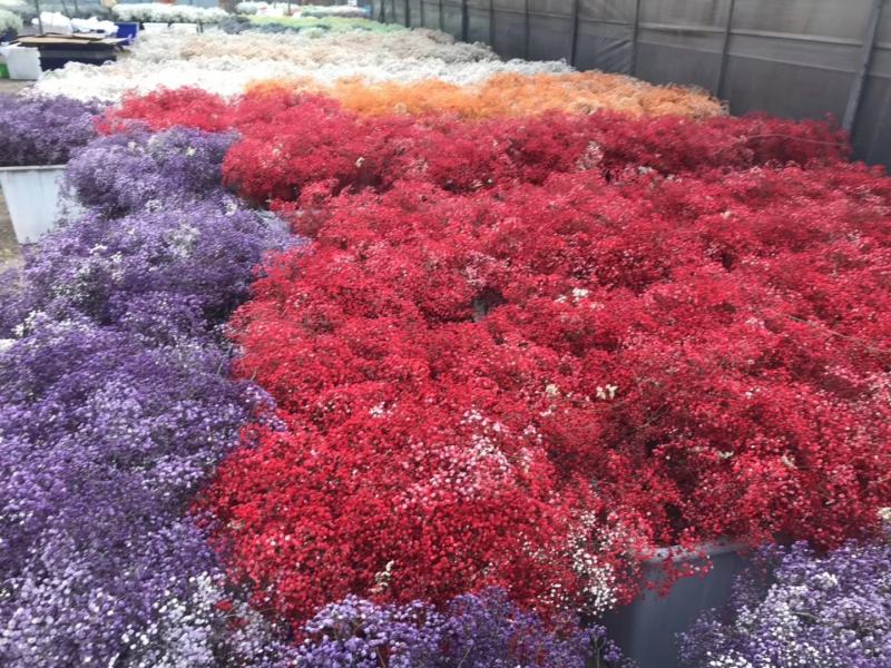 干花永生花满天星勿忘我水晶草情人草鲜花