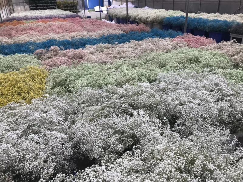 干花永生花满天星勿忘我水晶草情人草鲜花