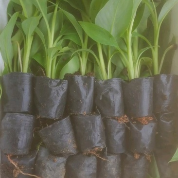 基地批发香蕉苗，红蕉苗，紫蕉苗，苹果香蕉苗，巴西香蕉苗，