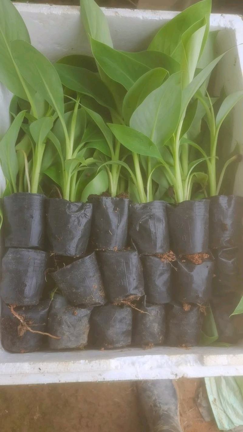 基地批发香蕉苗，红蕉苗，紫蕉苗，苹果香蕉苗，巴西香蕉苗，