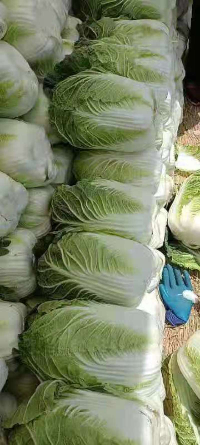 河北蔚县白菜黄心白菜产区货源基地直供可视频看货