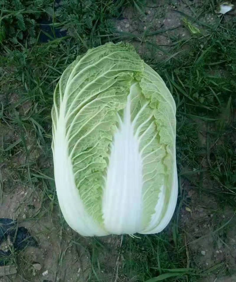 河北蔚县白菜黄心白菜产区货源基地直供可视频看货