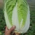 河北蔚县白菜黄心白菜产区货源基地直供可视频看货