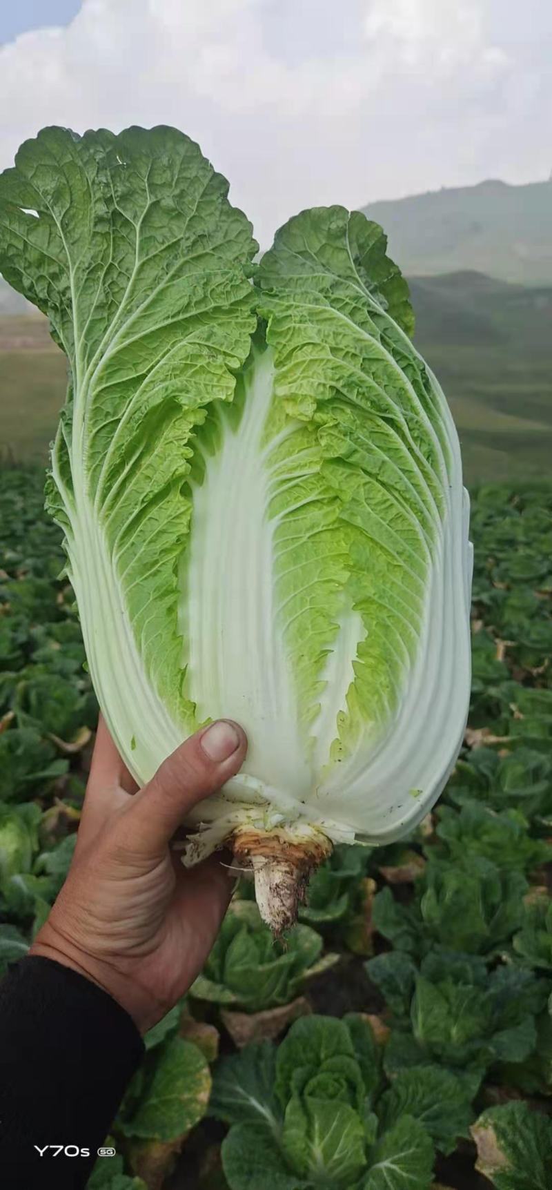 河北蔚县白菜黄心白菜产区货源基地直供可视频看货