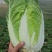 河北蔚县白菜黄心白菜产区货源基地直供可视频看货