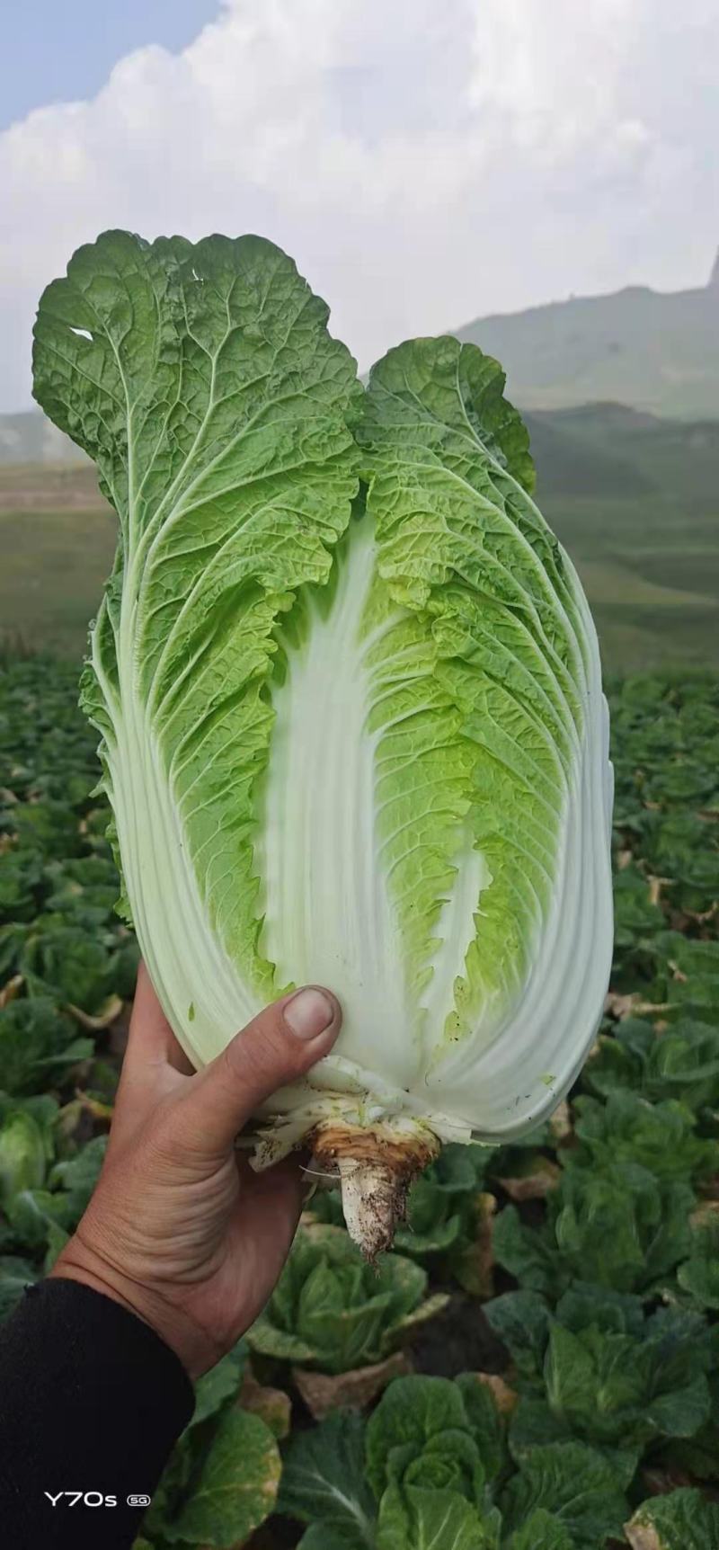 河北蔚县白菜黄心白菜产区货源基地直供可视频看货