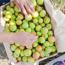 精品南果梨大量上市