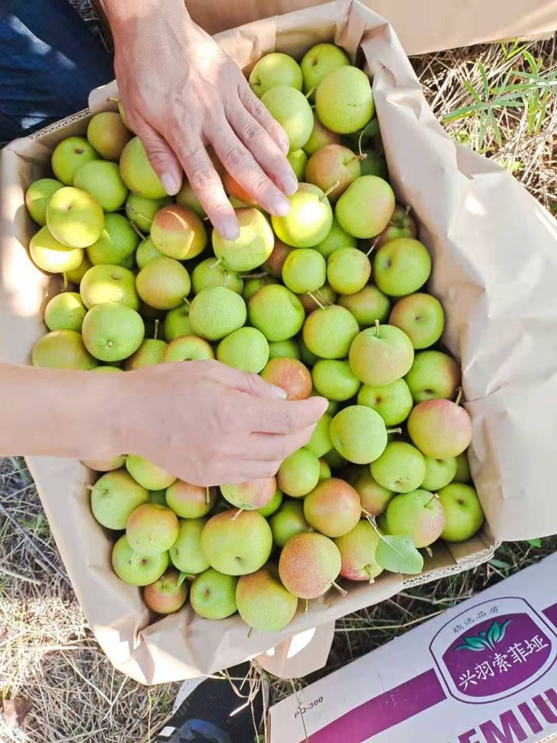 精品南果梨大量上市