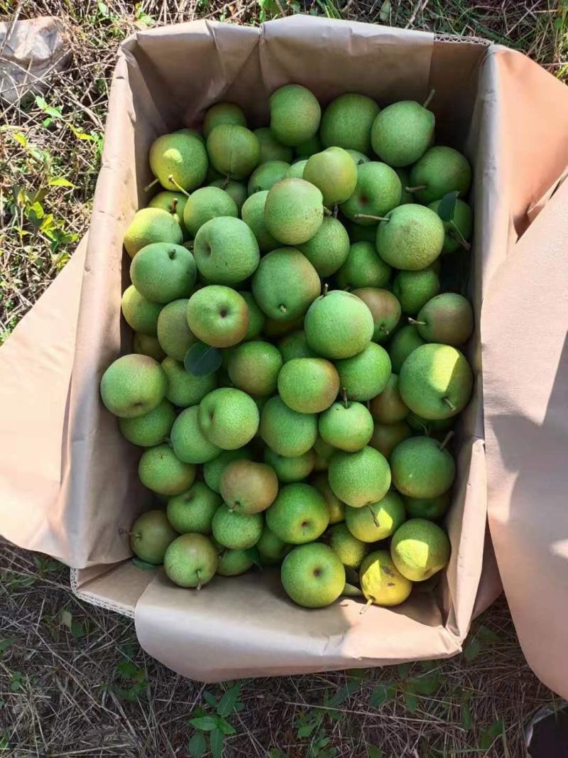 精品南果梨大量上市