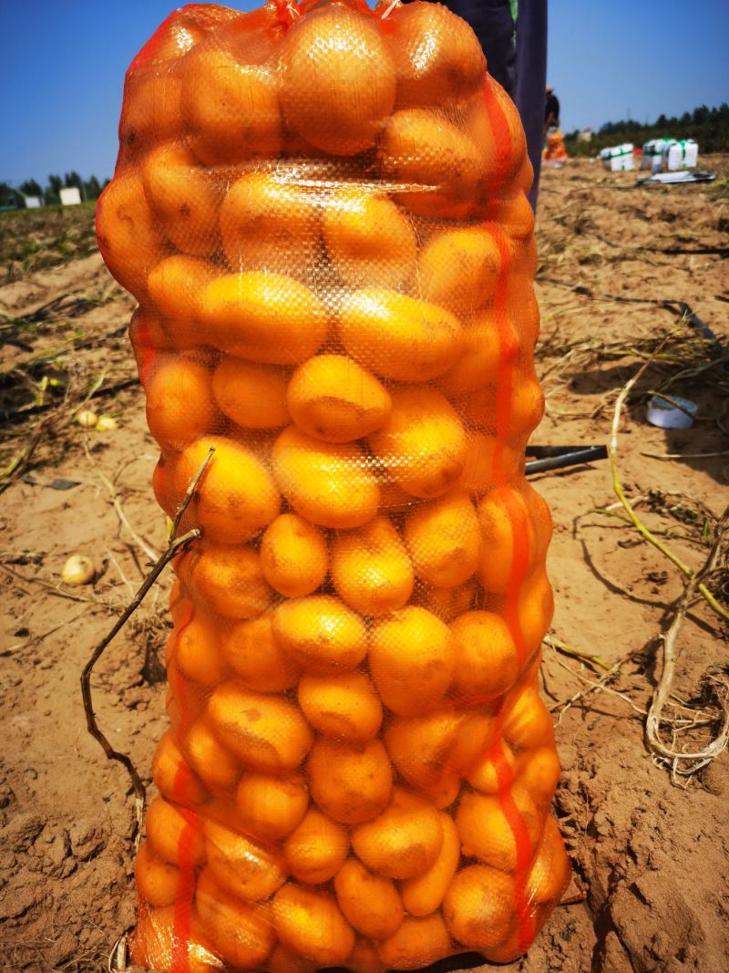 陕北精品希森6号土豆产地直供，货源品相好价格优，欢迎下单