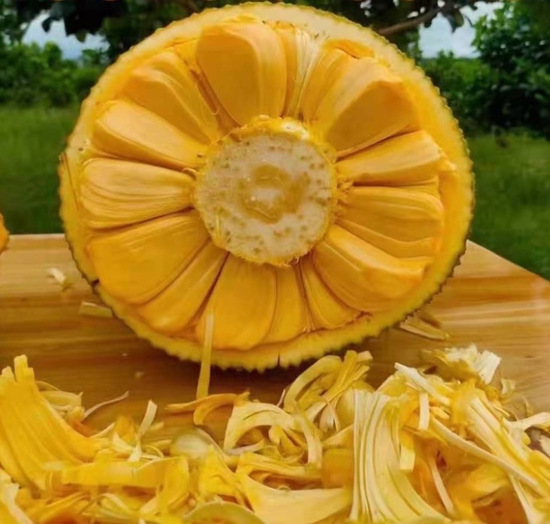 广东黄肉菠萝蜜超香甜新鲜采摘菠萝蜜干苞应当季水果