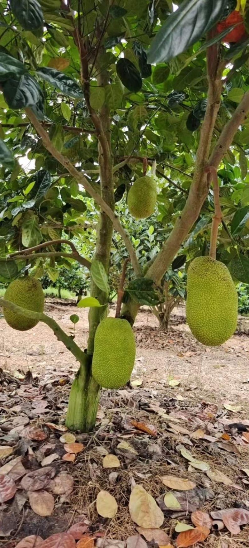 广东黄肉菠萝蜜超香甜新鲜采摘菠萝蜜干苞应当季水果