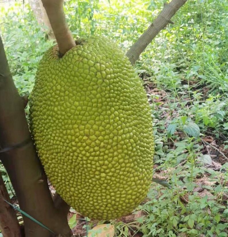 广东黄肉菠萝蜜超香甜新鲜采摘菠萝蜜干苞应当季水果