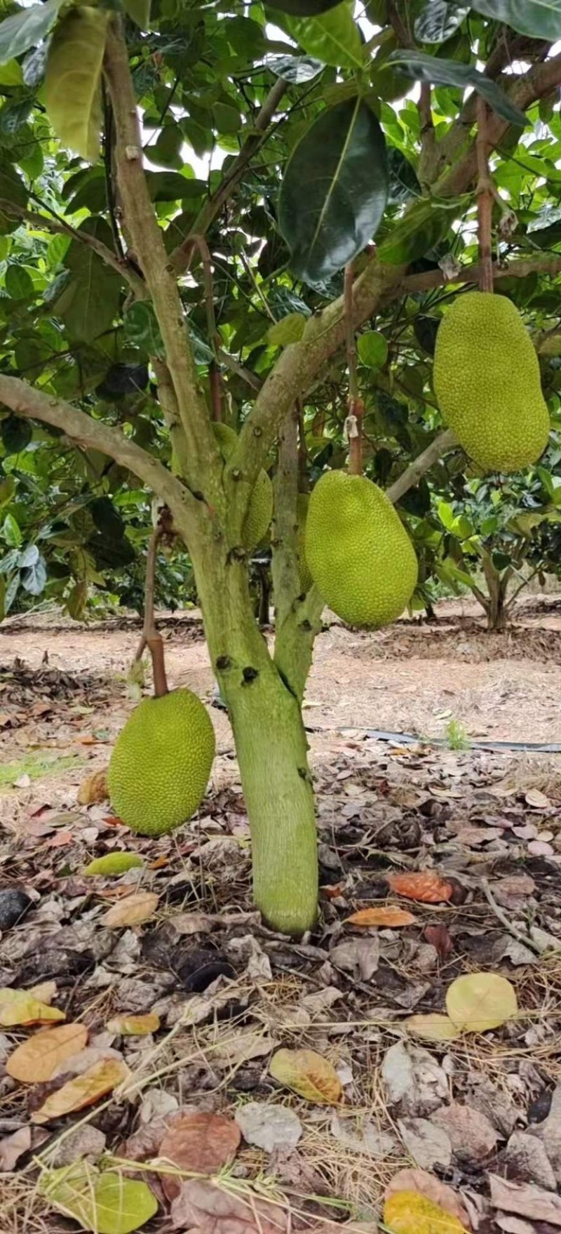 广东黄肉菠萝蜜超香甜新鲜采摘菠萝蜜干苞应当季水果