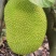 广东黄肉菠萝蜜超香甜新鲜采摘菠萝蜜干苞应当季水果