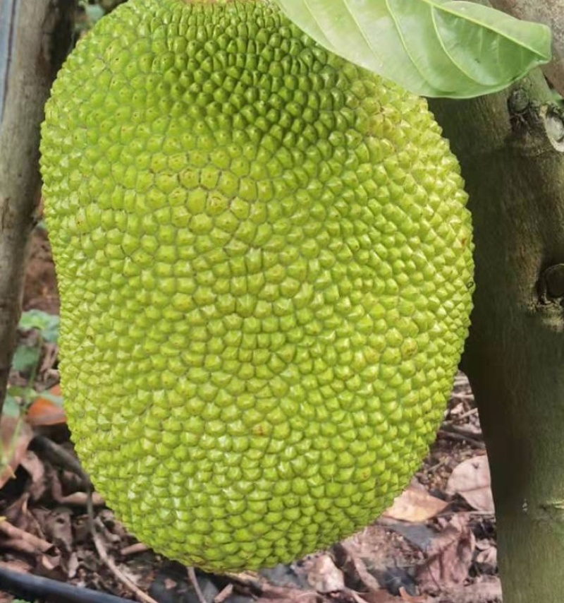 广东黄肉菠萝蜜超香甜新鲜采摘菠萝蜜干苞应当季水果