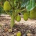 广东黄肉菠萝蜜超香甜新鲜采摘菠萝蜜干苞应当季水果