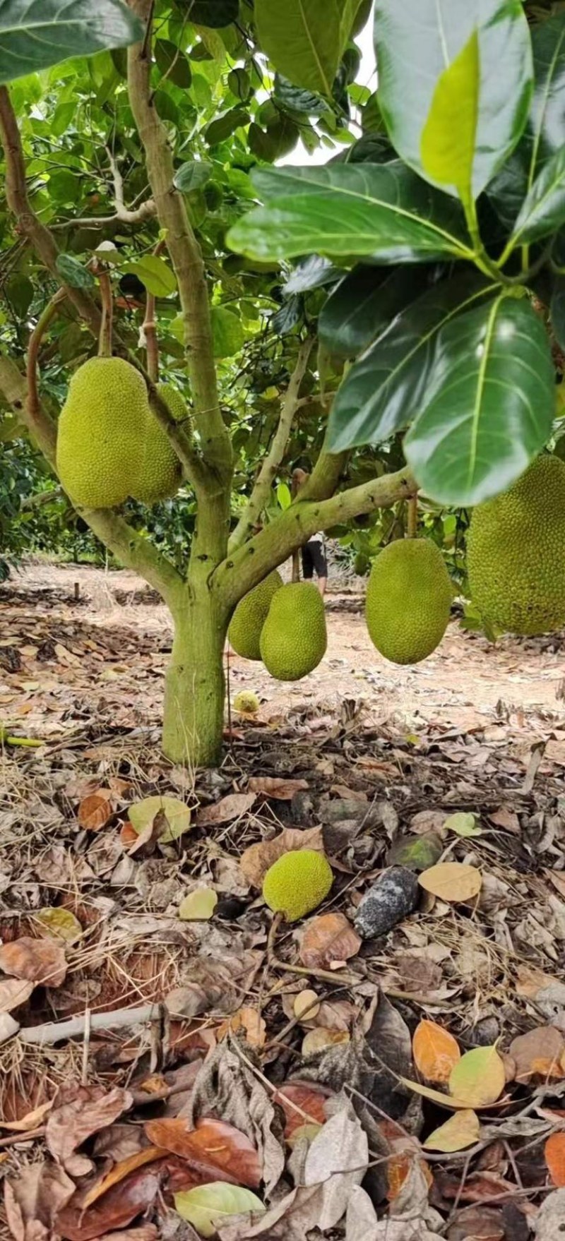 广东黄肉菠萝蜜超香甜新鲜采摘菠萝蜜干苞应当季水果