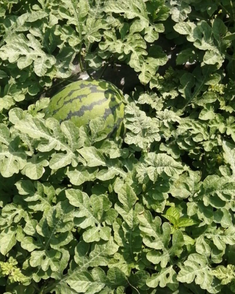 双城区新红宝西瓜
