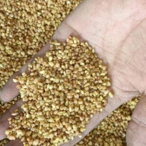 苦荞茶荞麦茶黄苦荞清香型四川大凉山500g散装