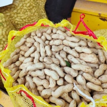 精品白沙鲜花生，带壳湿花生，籽粒饱满电商市场代发全国