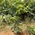 名贵沙巴四季艾斯卡嘉宝果优质葡萄树苗基地直销南北易生长
