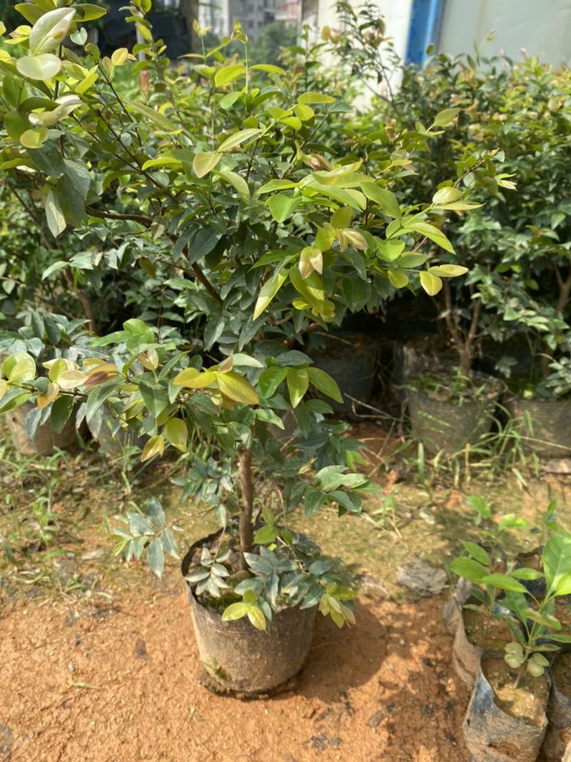 名贵沙巴四季艾斯卡嘉宝果优质葡萄树苗基地直销南北易生长