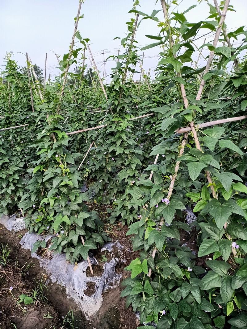 泡豇豆豇豆豇豆豇豆豇豆豇豆豇豆豇豆豇豆豇豆豇豆豇