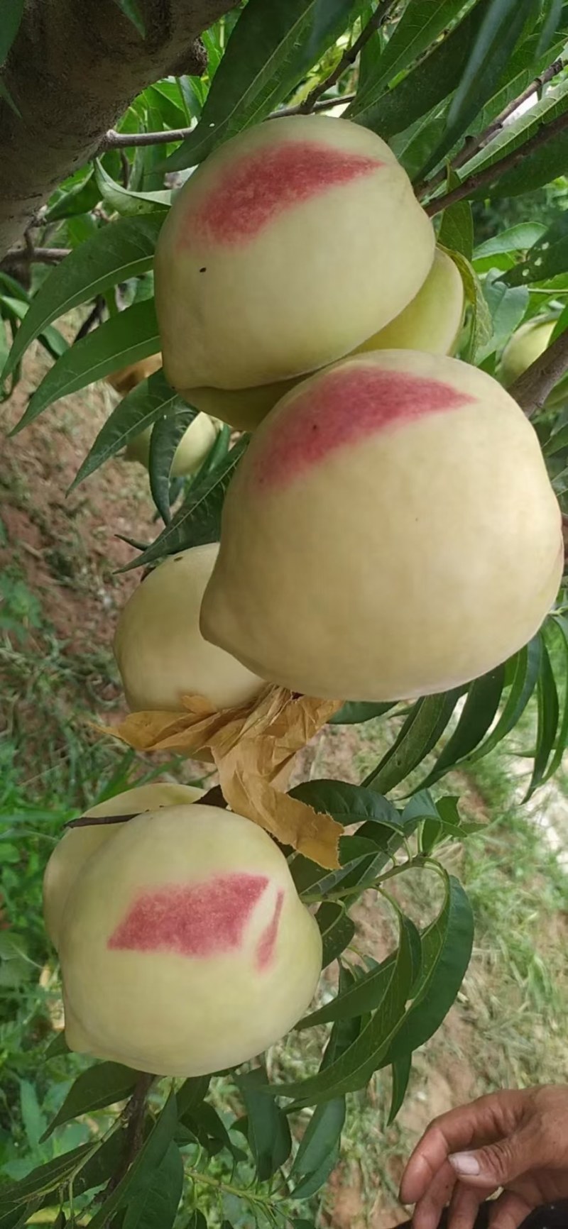 蜜桃深州蜜桃，亲朋好友互赠嘉品，老少皆宜，个大色红口感甜
