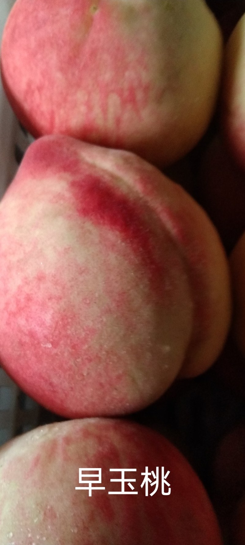 蜜桃深州蜜桃，亲朋好友互赠嘉品，老少皆宜，个大色红口感甜