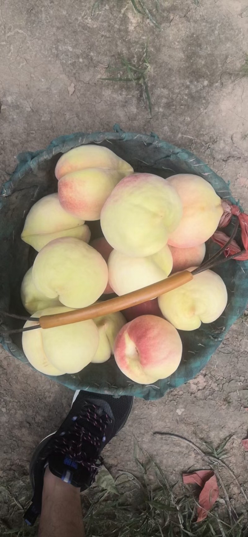 蜜桃深州蜜桃，亲朋好友互赠嘉品，老少皆宜，个大色红口感甜