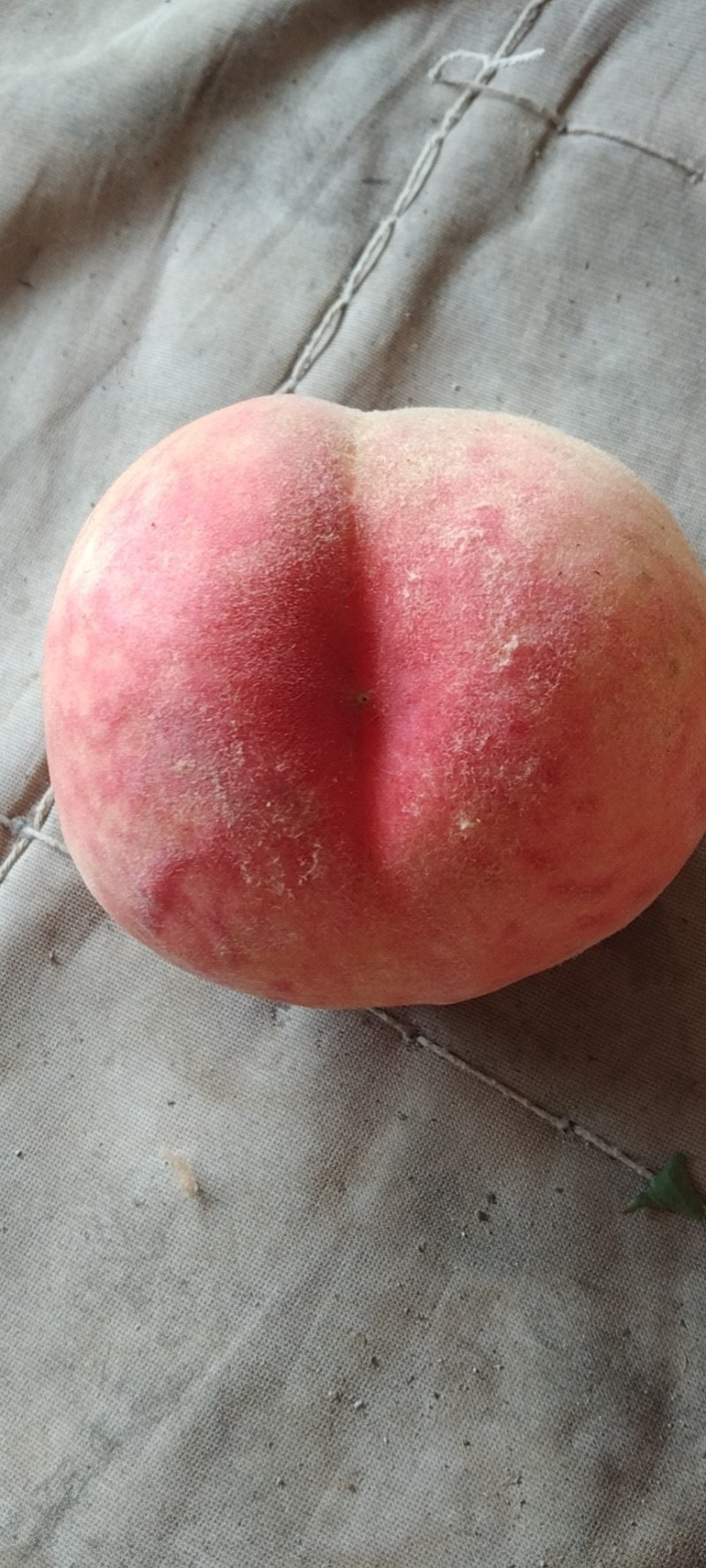 蜜桃深州蜜桃，亲朋好友互赠嘉品，老少皆宜，个大色红口感甜