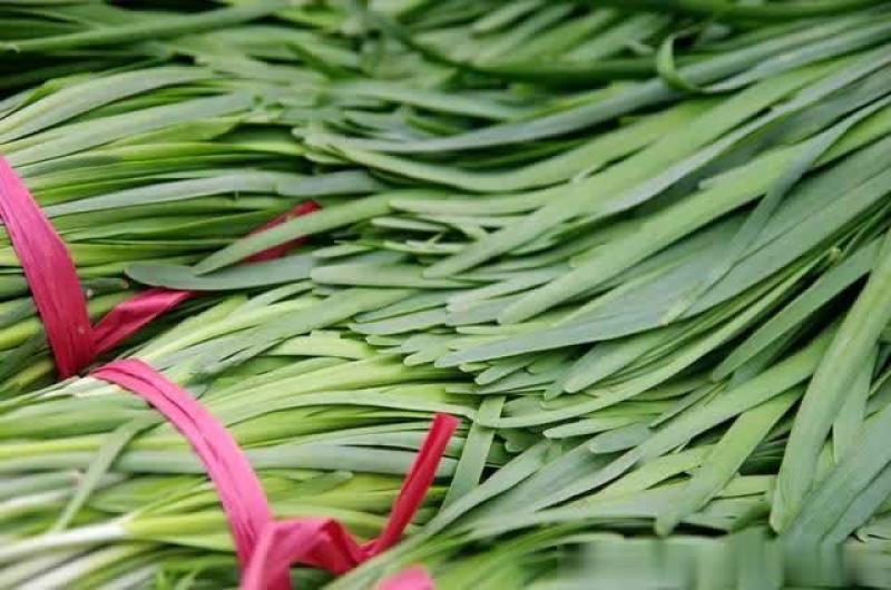 山东聊城韭菜大量供应可长期合作食品厂加工厂提供商超市