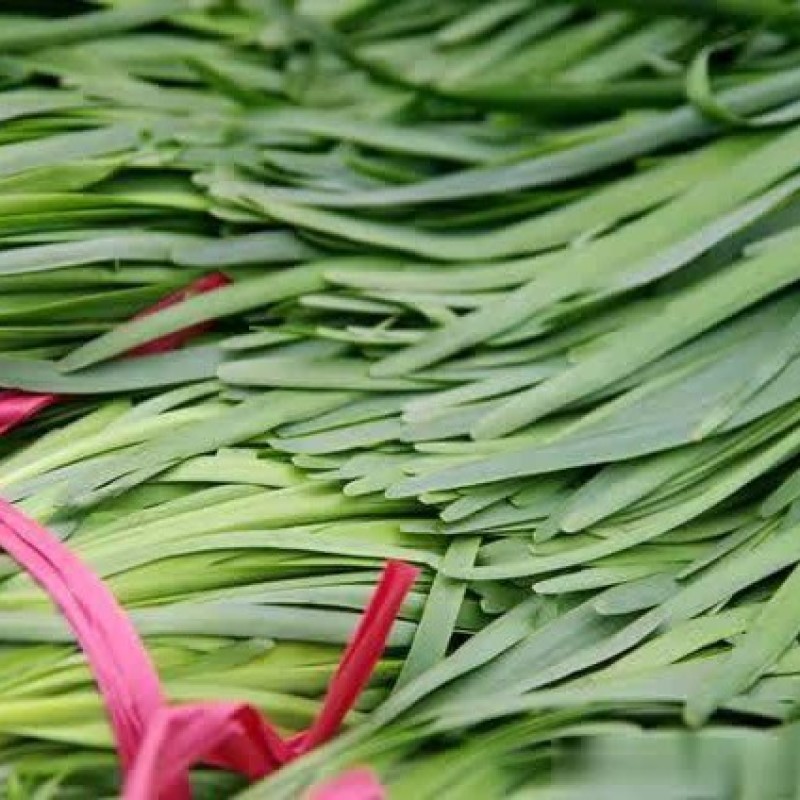 山东聊城韭菜大量供应可长期合作食品厂加工厂提供商超市
