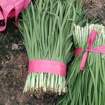 山东聊城韭菜大量供应可长期合作食品厂加工厂提供商超市